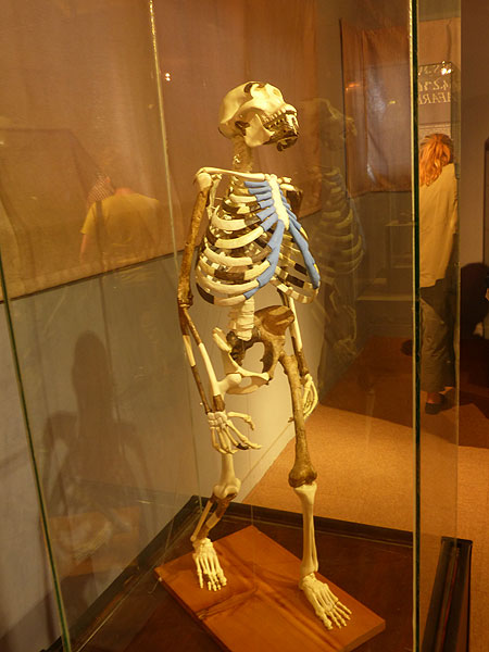 JOUR 13 : Vol Mekele vers Addis-Abeba - ... où nous avons salué Lucy, le plus ancien humanoïde connu (environ 3,2 millions d'années) dont le squelette partiel a été retrouvé dans la dépression de Danakil ! (Photo: Ingrid)