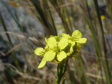 Yellow blooming (mustard?) plant belonging to the family of Brassicaceae, found on Santorini island, Greece (Photo: Janka)