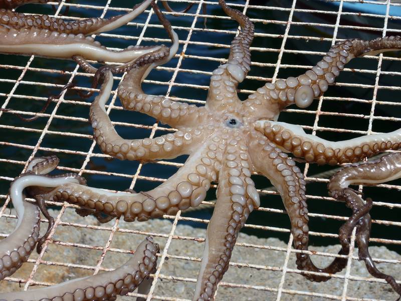 Octopus spread out to dry in Mytilini harbour on Lesbos island, Greece (Photo: Janka)