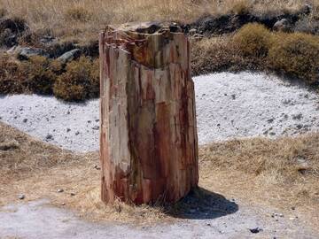 A tree stump in the petrified forest of Lesbos island, Greece (Photo: Janka)
