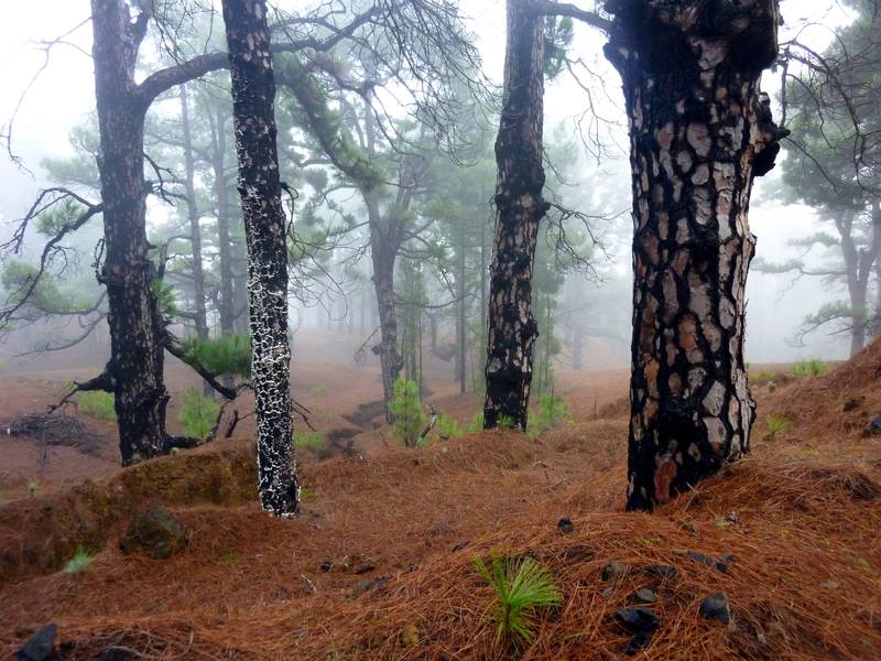 Its special bark enables the Canary Island pine to resist forest fires. (Photo: Janka)