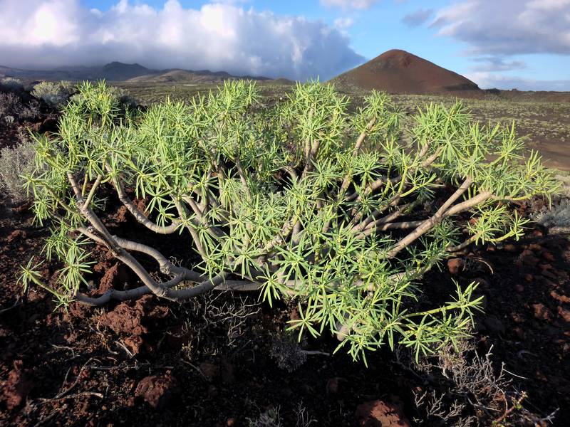 Harsh volcanic landscape near La Restinga on El Hierro, Canary islands (Photo: Janka)