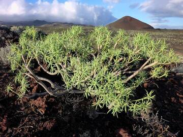 Raue Vulkanlandschaft in der Nähe von La Restinga auf El Hierro, Kanarische Inseln (Photo: Janka)