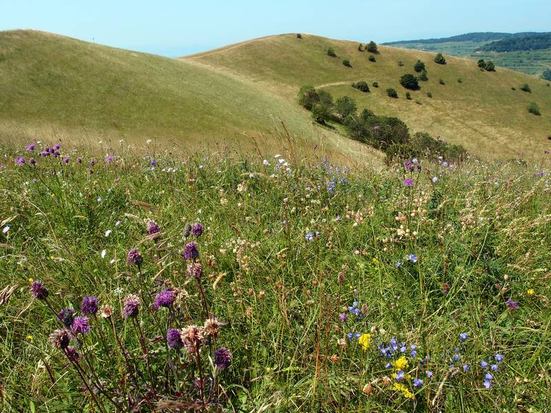 Mittsommer an den Hängen des Vulkans Kaiserstuhl, Deutschland (Photo: Janka)