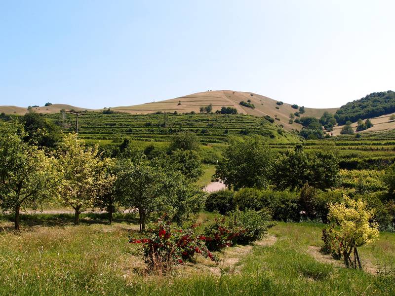 The mild climate of the Kaiserstuhl volcano region in southwest Germany makes it an ideal wine and fruit growing area. (Photo: Janka)