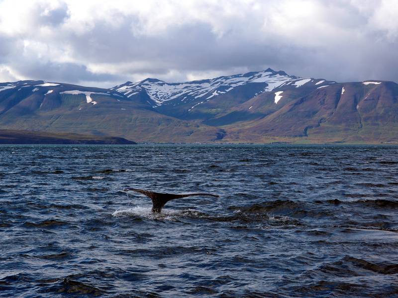 Wal zeigt seine Fluke in Eyjafjörður, Island (Photo: Janka)