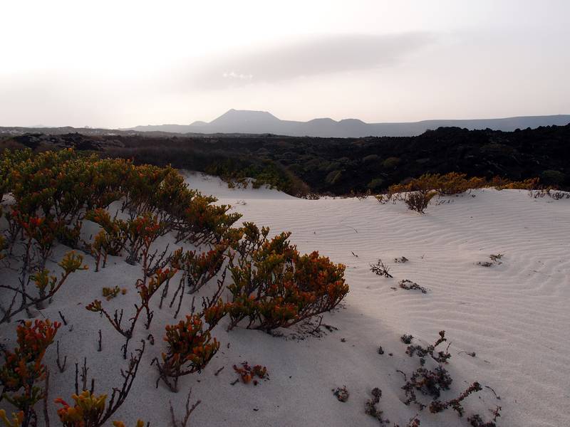 Düne trifft auf Lavastrom an der Westküste von Lanzarote, Kanarische Inseln (Photo: Janka)