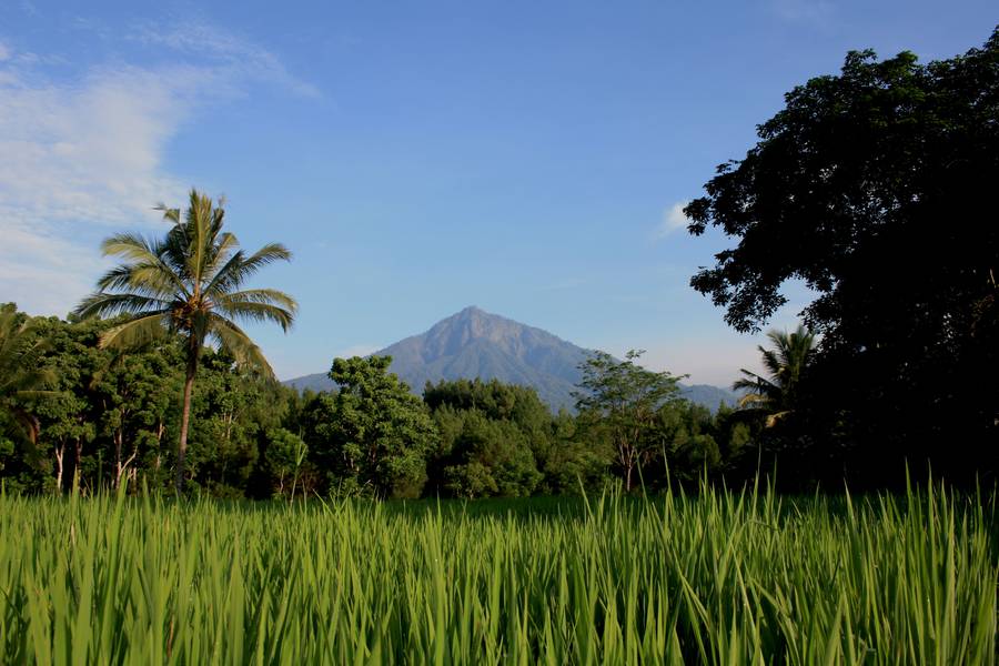 Perspektive von den Reisfeldern - Ijen, Java (Photo: KatSpruth)