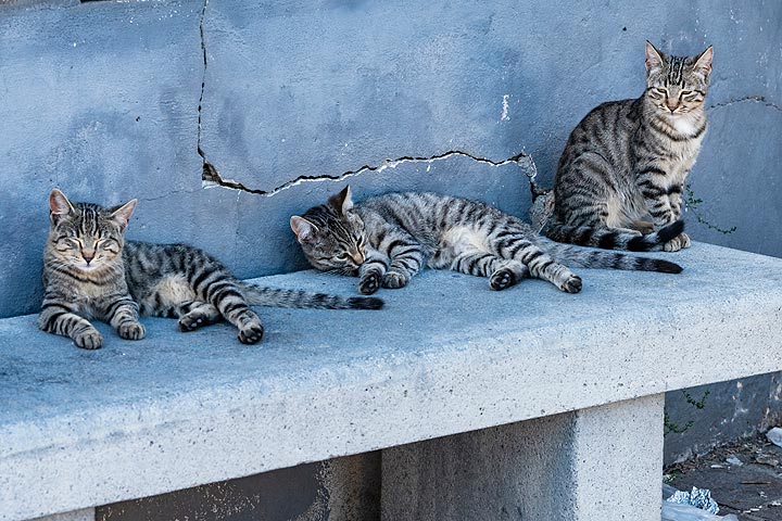 Groupe de chats (Photo: Markus Heuer)