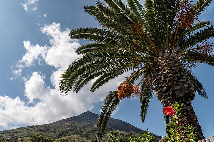 Dattelpalme mit dem Vulkan Stromboli dahinter (Photo: Markus Heuer)