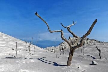 Dead trees killed by ash fall and pyroclastic surges on Paluweh island, Indonesia (Sep 2013) (Photo: Markus Heuer)