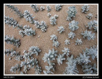 Ницца растения на пляже возле Mytikas (Helichrysum rupestre (?) (Photo: Tobias Schorr)