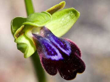 Orchidee (Ophrys iricolor?) aus dem Mavro Vouno im Dorf Ia/Santorini 29.03.2012 (Photo: Tobias Schorr)