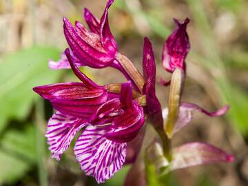 Орхидея (Ophrys papilionacea?) Образуют Мавро Vouno в деревне Ia / Санторин, 29.03.2012 (Photo: Tobias Schorr)