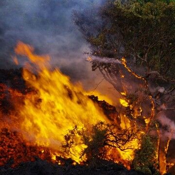 Close-up of lava front burning trees. (Photo: Michael Dalton)