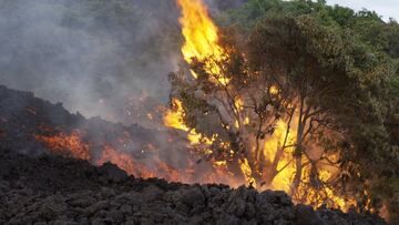A ripe mango tree is falling victim to the lava... (Photo: Michael Dalton)