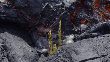 Small fern about to fall victim to the lava flow. (Photo: Michael Dalton)