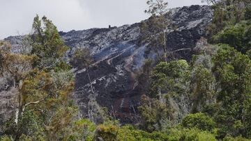 Vestiges de forêt - un kipuka sur le Pulama pali. (Photo: Michael Dalton)