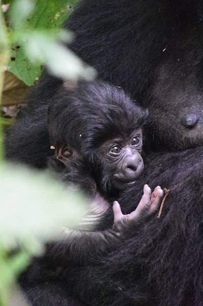 Mountain gorilla baby (Photo: Michael Wareham)