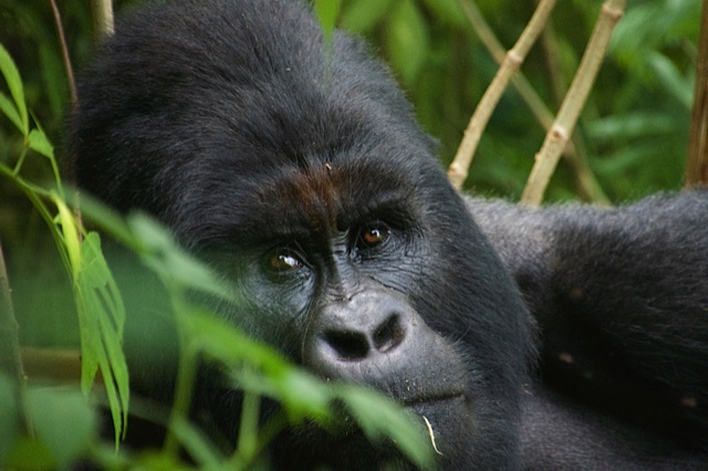 Mountain gorilla (Photo: Michael Wareham)