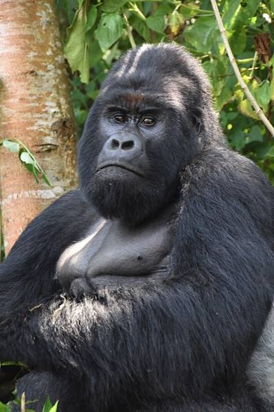 Mountain gorilla (Photo: Michael Wareham)