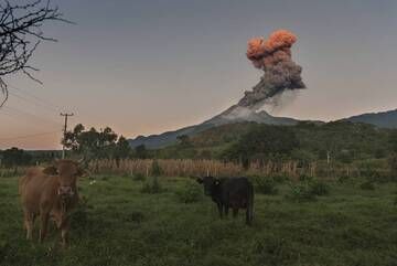 Sunrise over an eruptive column with a couple of not very surprised witnesses. The picture was taken on December 24, 2015 from Juan Barragán village, 9 km South-East from Volcán de Colima. (Photo: PepCabré)