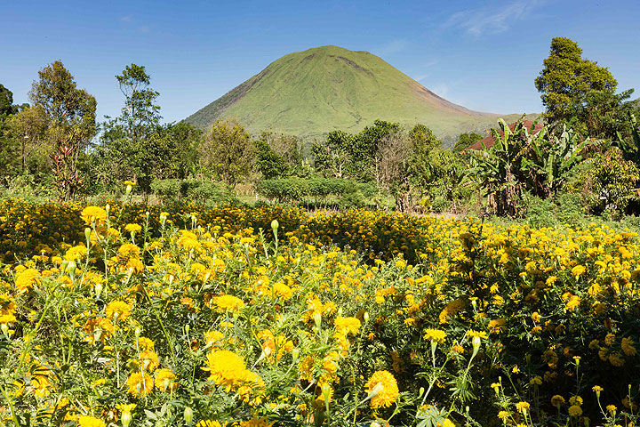 Flowers in front of Lokon volcano (Photo: Thomas Spinner)