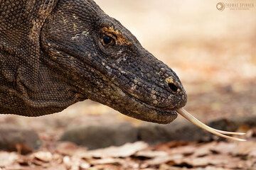 Komodowaran (Photo: Thomas Spinner)