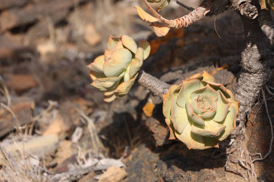 Greenovia-Pflanze auf Lavaboden in der Nähe von La Restinga, El Hierro, Kanarische Inseln (Photo: WNomad)