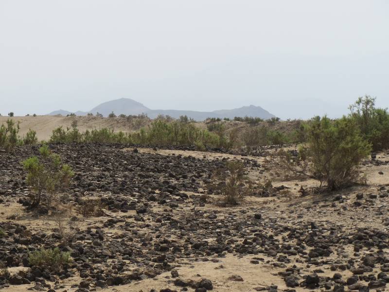 Volcanic stone field next to Zula at the historical site of Adulis , Gulf of Zula, Afar Triangle, Eritrea (Photo: WNomad)