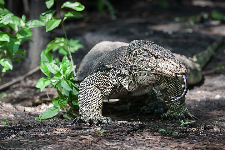 Krakatau monitor lizard (Photo: Uwe Ehlers / geoart.eu)