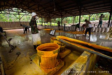 Ijen-At the plant, the blocks of sulphur are melted once again and filtered (Photo: jorge)