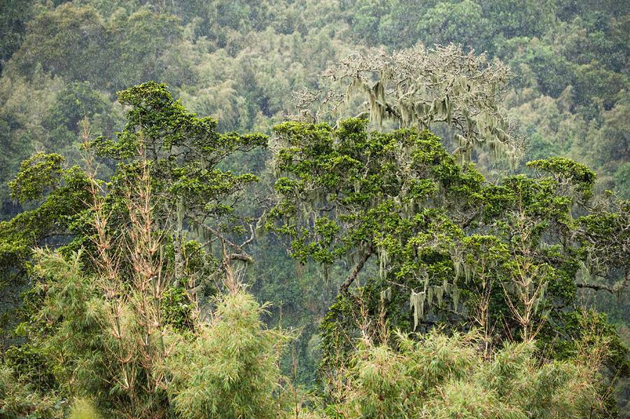 The rain forest of the Virunga mountains. It was raining indeed as it should in a rain forest. (Photo: shinkov)