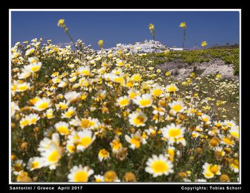 Nach einem relativ regnerischen Winter 2016/17 war der Frühling auf den griechischen Inseln fantastisch! Santorini, eine der berühmtesten Inseln der Kykladen, bildete da keine Ausnahme und bot ein Paradies für Fotografen: überall Blumen und Grün, dazu das Blau und Weiß der traditionellen Häuser und Kapellen. Die folgenden Fotos entstanden während unserer Santorini-Fototour im April 2017.
Foto-Copyright: Tobias Schorr / Nature Discovery Tours . (Photo: Tobias Schorr)