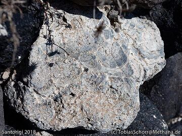 A fossile stromatolith from the sea inside the caldera. (Photo: Tobias Schorr)