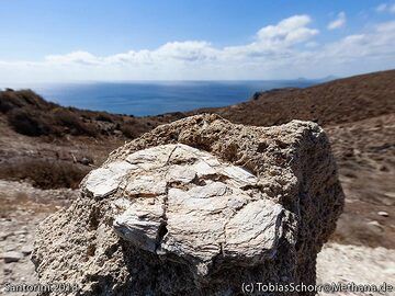 A fossile oyster from Acrotiri. (Photo: Tobias Schorr)