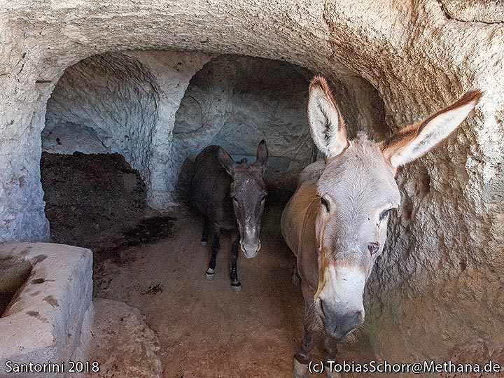 Donkeys at Acrotiri. (Photo: Tobias Schorr)