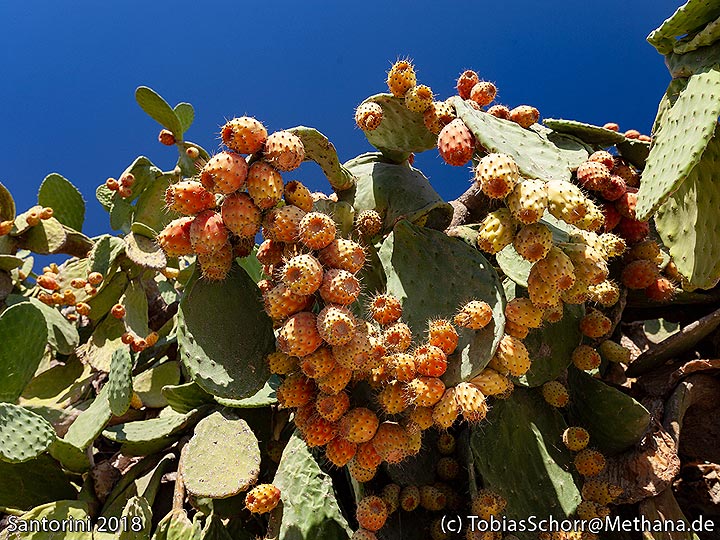 Cactus figs (Photo: Tobias Schorr)