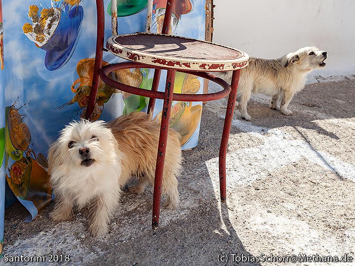 Kleine Hunde im Dorf Acrotiri. (Photo: Tobias Schorr)