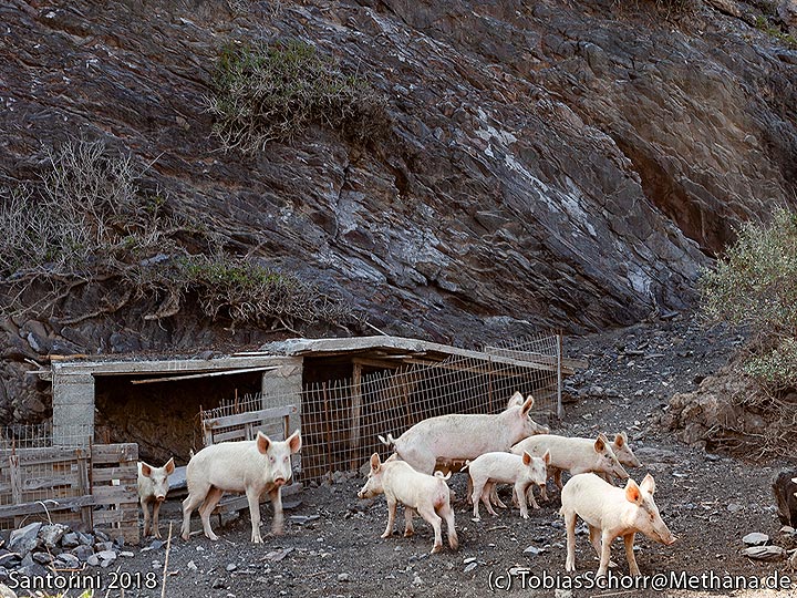Pigs on Palia Kameni island. (Photo: Tobias Schorr)