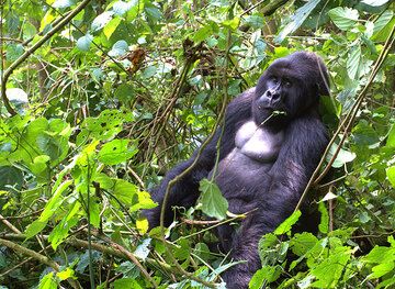 Mountain gorilla (Photo: Yashmin Chebli)