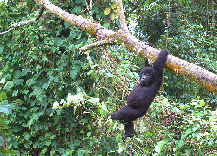 Young mountain gorilla (Photo: Yashmin Chebli)