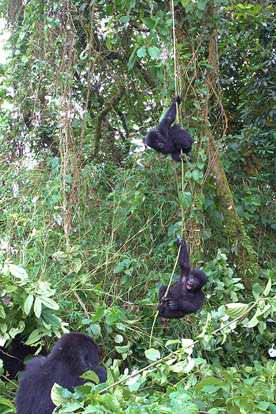 Mountain gorillas playing (Photo: Yashmin Chebli)