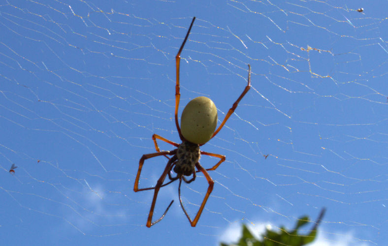 Spider (Photo: Yashmin Chebli)