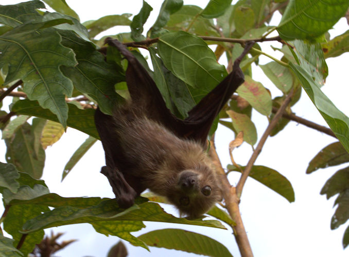 large bat (Photo: Yashmin Chebli)