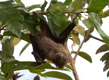 große Fledermaus (Photo: Yashmin Chebli)