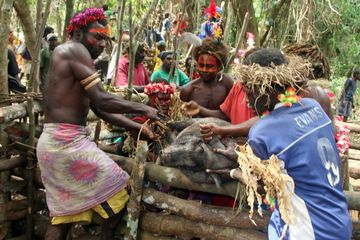 Sacrifice des cochons lors de la cérémonie du TOKA sur l'île de Tanna fin septembre 2010 (Yashmin Chebli, Volcano Discovery) (Photo: Yashmin Chebli)