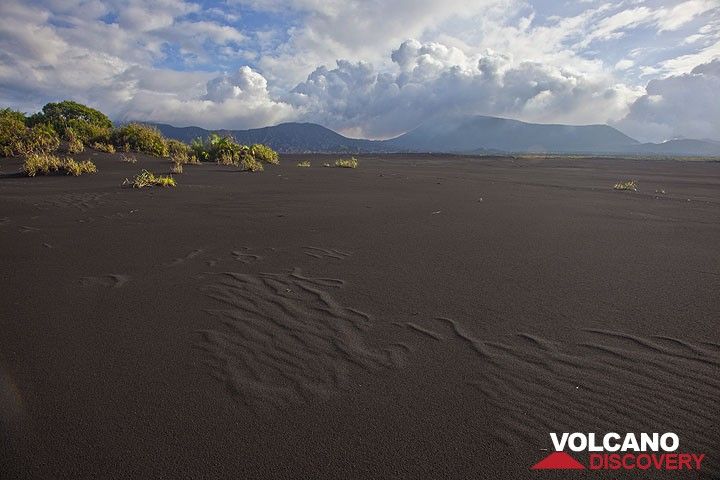 View north oer the ash plain towards Benbow (l) and Marum(r) craters. The "oasis" (left) in the ash plain is protected by dunes of black sand. (Photo: Tom Pfeiffer)