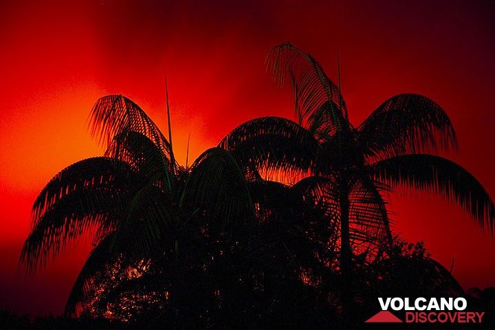 Silhouette von Palmen vor dem roten Himmel über dem Ambrym Vulkan. (Photo: Tom Pfeiffer)