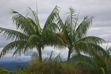 Palms (Photo: Tom Pfeiffer)